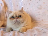 1 chaton m&acirc;le Exotic Shorthair LOOF &agrave; vendre