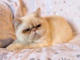1 chaton m&acirc;le Exotic Shorthair LOOF &agrave; vendre
