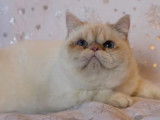 1 chaton m&acirc;le Exotic Shorthair LOOF &agrave; vendre