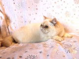 1 chaton m&acirc;le Exotic Shorthair LOOF &agrave; vendre