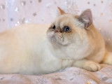 1 chaton m&acirc;le Exotic Shorthair LOOF &agrave; vendre