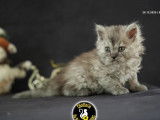 3 chatons Selkirk Rex Longhair LOOF &agrave; r&eacute;server