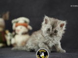 3 chatons Selkirk Rex Longhair LOOF &agrave; r&eacute;server