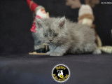3 chatons Selkirk Rex Longhair LOOF &agrave; r&eacute;server