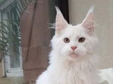 Des chatons Maine Coon &agrave; vendre (LOOF)