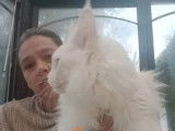 Des chatons Maine Coon &agrave; vendre (LOOF)