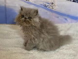 1 chaton m&acirc;le Persan lilas LOOF &agrave; vendre