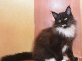1 chatonne Maine Coon noir et blanc LOOF &agrave; vendre