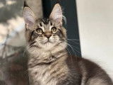 2 chatonnes Maine Coon LOOF &agrave; vendre