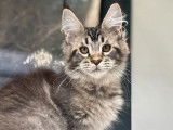 2 chatonnes Maine Coon LOOF &agrave; vendre