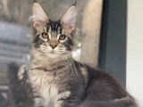 2 chatonnes Maine Coon LOOF &agrave; vendre