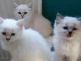 3 chatons Sacr&eacute; de Birmanie disponibles &agrave; la vente (LOOF)