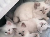 3 chatons Sacré de Birmanie disponibles à la vente (LOOF)