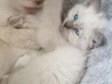 3 chatons Sacré de Birmanie disponibles à la vente (LOOF)