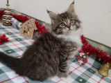 1 chaton femelle Maine Coon &agrave; r&eacute;server (LOOF)