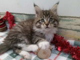 1 chaton femelle Maine Coon &agrave; r&eacute;server (LOOF)