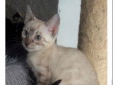 1 chaton m&acirc;le Bengal &agrave; vendre (LOOF)