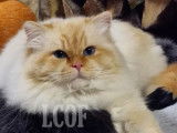 Chat adulte m&acirc;le Sacr&eacute; de Birmanie red tabby &agrave; vendre (LOOF)