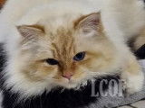 Chat adulte m&acirc;le Sacr&eacute; de Birmanie red tabby &agrave; vendre (LOOF)