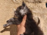2 chatons Maine Coon &agrave; r&eacute;server (LOOF)
