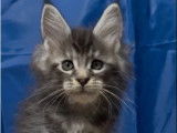 Des chatons Maine Coon &agrave; vendre (LOOF)