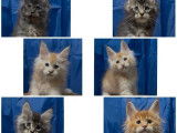 Des chatons Maine Coon &agrave; vendre (LOOF)