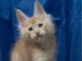 Chatons Maine Coon disponibles &agrave; l&rsquo;achat (LOOF)