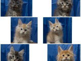Chatons Maine Coon disponibles &agrave; l&rsquo;achat (LOOF)