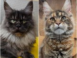 Chatons Maine Coon disponibles &agrave; l&rsquo;achat (LOOF)