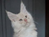1 chaton m&acirc;le Maine Coon LOOF &agrave; r&eacute;server