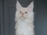 1 chaton m&acirc;le Maine Coon LOOF &agrave; r&eacute;server