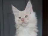 1 chaton m&acirc;le Maine Coon LOOF &agrave; r&eacute;server