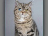 1 chatonne British Shorthair disponible &agrave; la r&eacute;servation (LOOF)