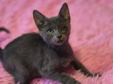 Adoption disponible : chaton m&acirc;le gris