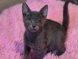 Adoption disponible : chaton m&acirc;le gris