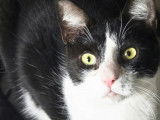 Disponible &agrave; l'adoption, chat noir et blanc