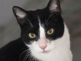 Disponible &agrave; l'adoption, chat noir et blanc