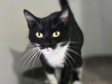 &Agrave; accueillir, chatte noire et blanche