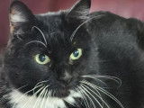Chat noir et blanc disponible &agrave; l'adoption