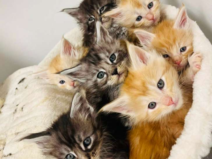 Chaton de race Maine Coon à vendre