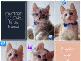 6 chatons Maine Coon LOOF &agrave; vendre