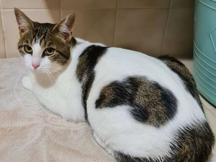 À adopter : chatonne de 9 mois