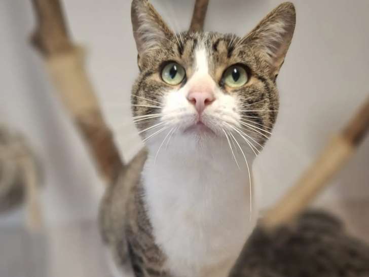 En attente d'adoption : chat tigré blanc