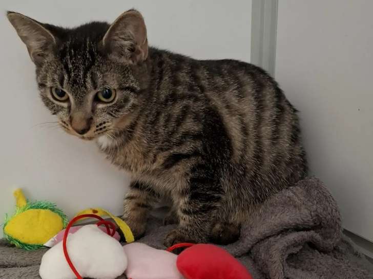 Prêt pour l'adoption : chaton femelle de 6 mois
