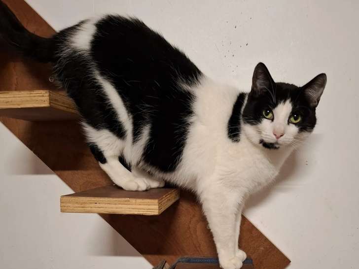 À accueillir : chatte noire et blanche