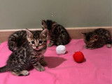 4 chatons Bengals LOOF d&rsquo;octobre 202 &agrave; r&eacute;server