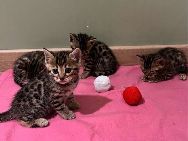 4 chatons Bengals LOOF d’octobre 202 à réserver