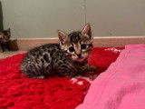 4 chatons Bengals LOOF d’octobre 202 à réserver