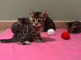 4 chatons Bengals LOOF d’octobre 202 à réserver