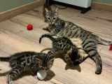4 chatons Bengals LOOF d’octobre 202 à réserver